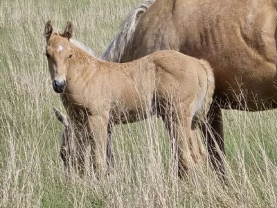 Paddys Gin Kiss JW<BR>AQHA PENDING